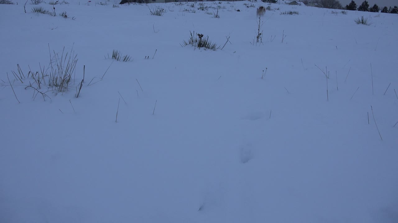 Snowy hillside with sparse grass and distant homes