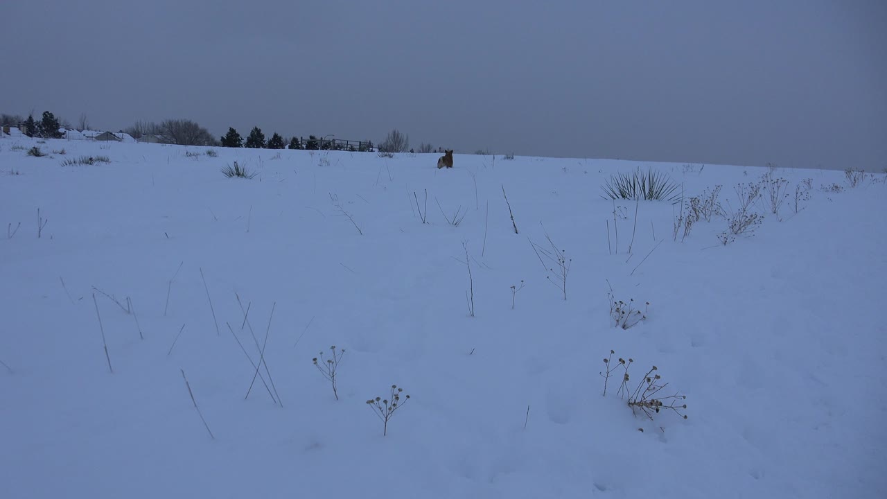 Wide view of a snow-covered field in Arvada, Colorado, with dry weed stems in the foreground, a small brown dog near the distant horizon, and no visible people.