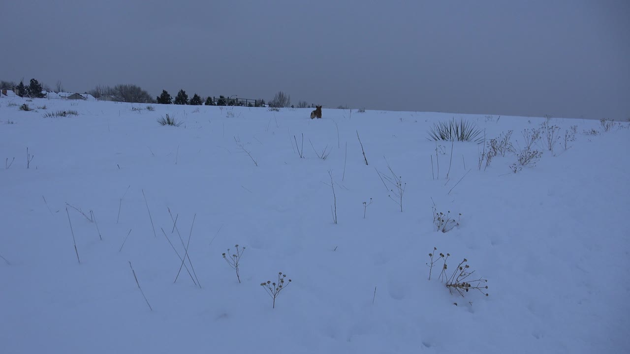 A second wide frame in Arvada, Colorado shows the brown dog still small against the snow, with scattered stalks and a dark tree line under blue-gray light, and no visible people.