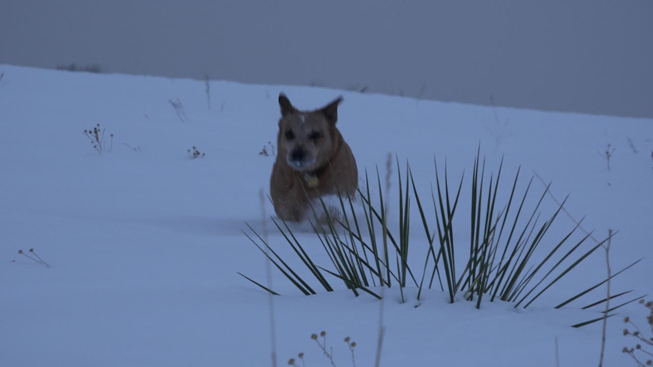 Brown dog stands partly behind foreground grass in snowy Arvada, Colorado, under cloudy blue light with no visible people.