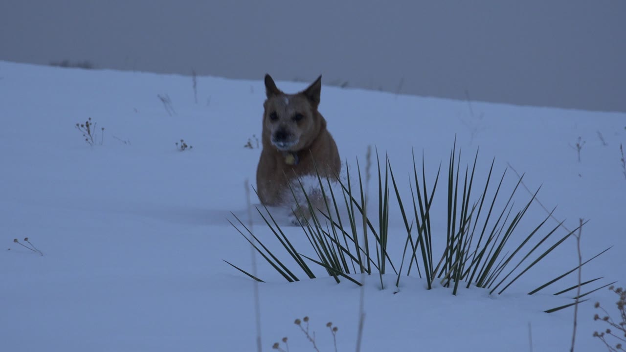 Brown dog faces the camera from the snowy midground in Arvada, Colorado, with foreground grass at right and no visible people.