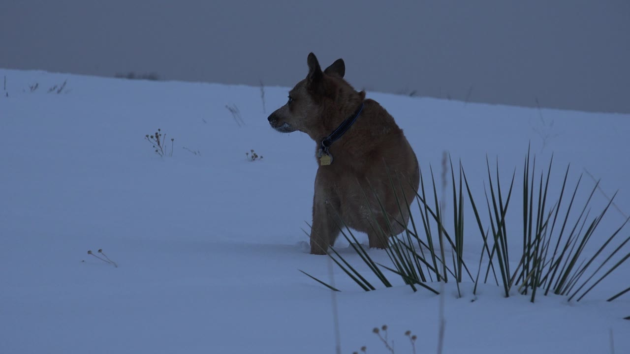 Brown dog stands alert in deep snow near tall spiky plants in Arvada, Colorado, with a blue-gray overcast sky and no visible people.
