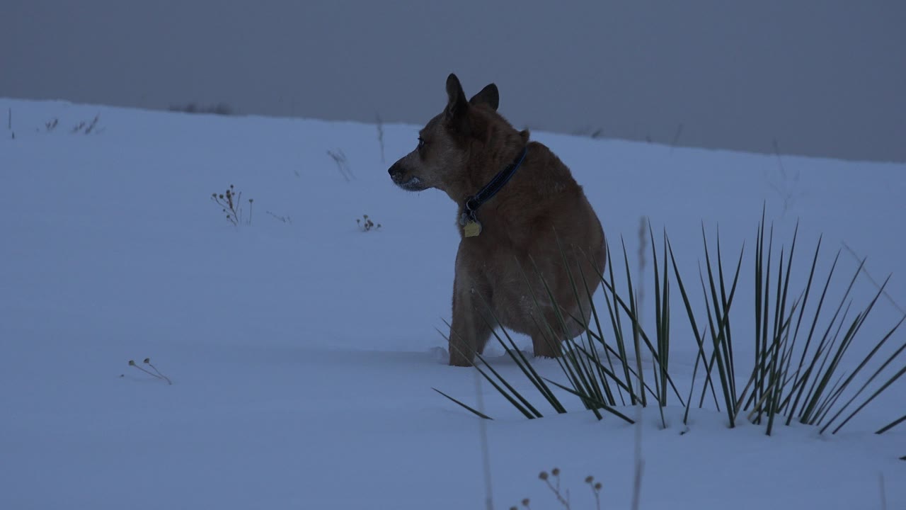 Brown dog remains near the tall plants in an Arvada snowfield, facing left under flat cloudy winter light with no visible people.