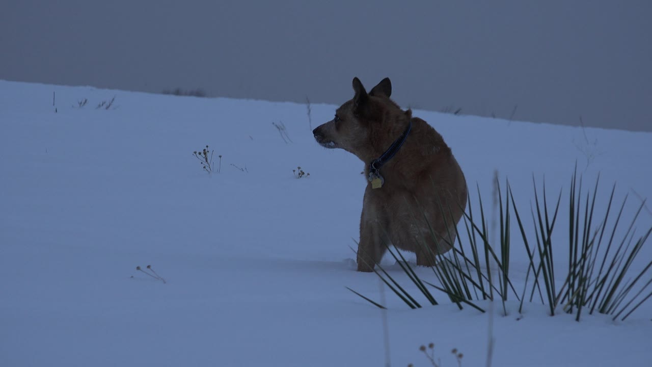Brown dog in snow with plants in foreground.