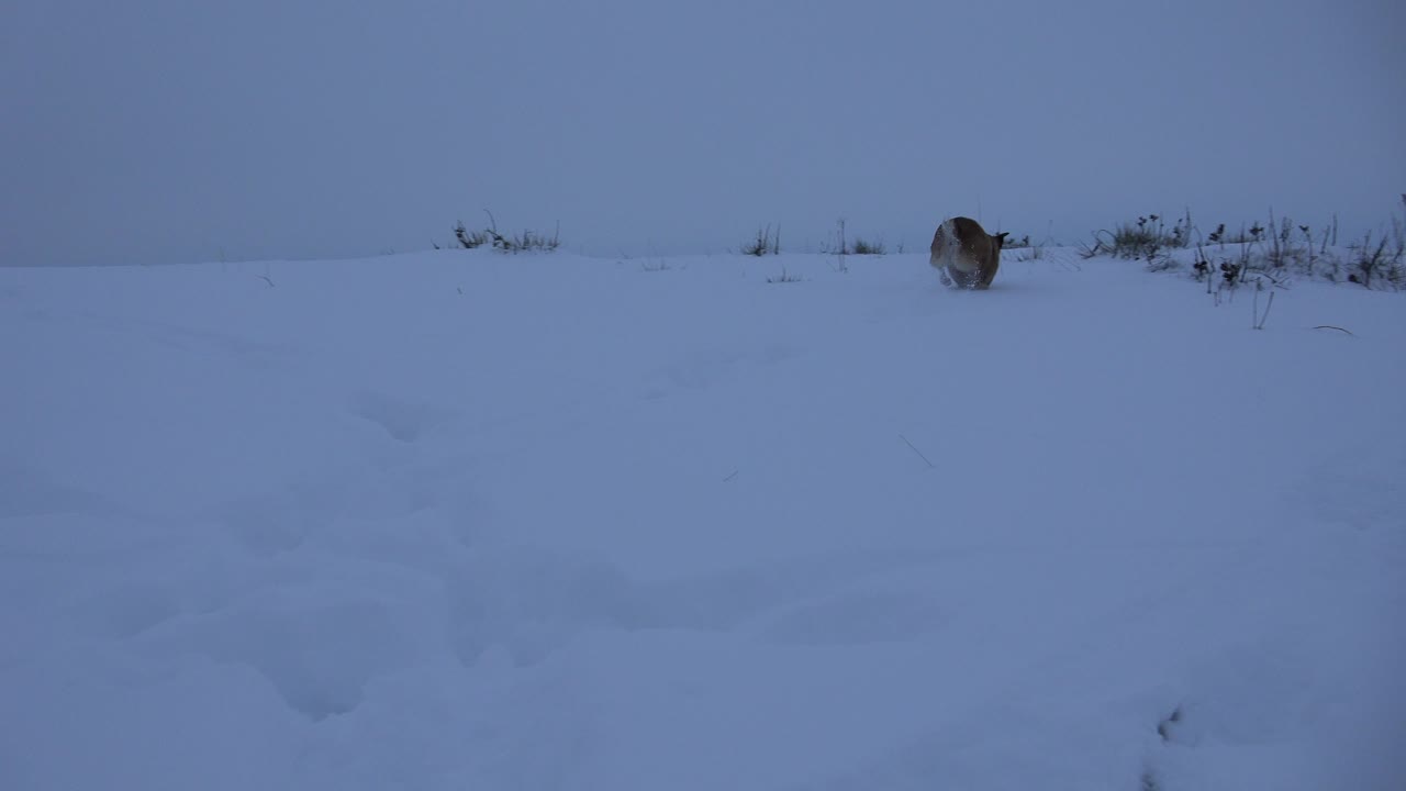 A brown dog is partly visible near low winter brush in a blue-white snowy field in Arvada, Colorado, with no visible people.