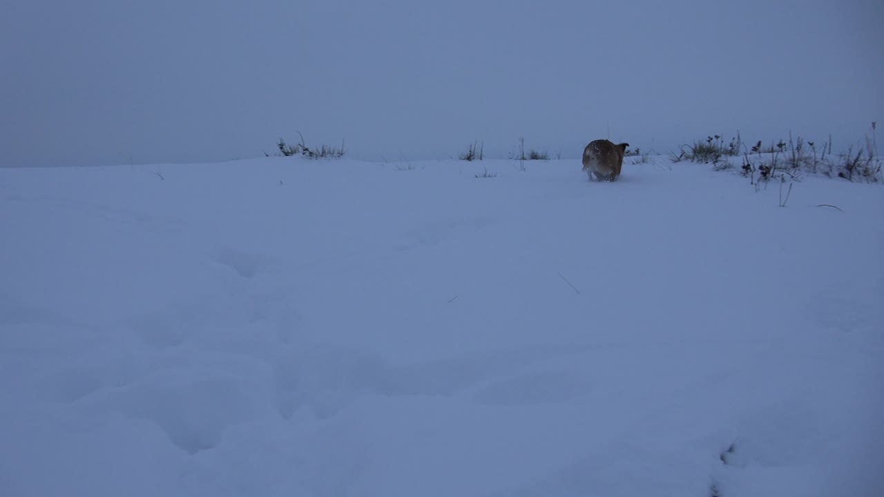 The dog appears farther across the snowy field near a small patch of brush in Arvada, Colorado, surrounded by empty snow and no visible people.
