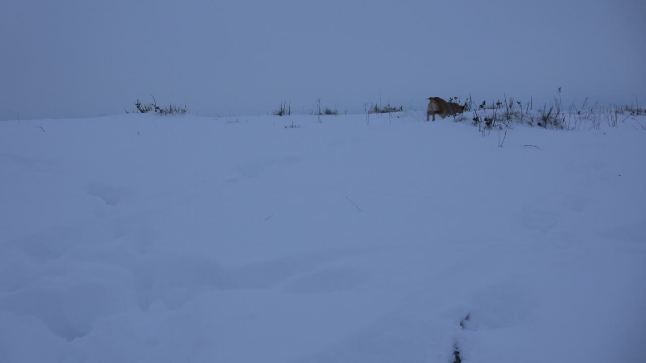Dog near the right edge of a snowy field with brush.