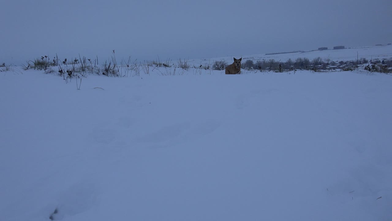 A small light brown dog is barely visible near the snowy horizon in Arvada, Colorado, with dry weeds across the ridge and no visible people.