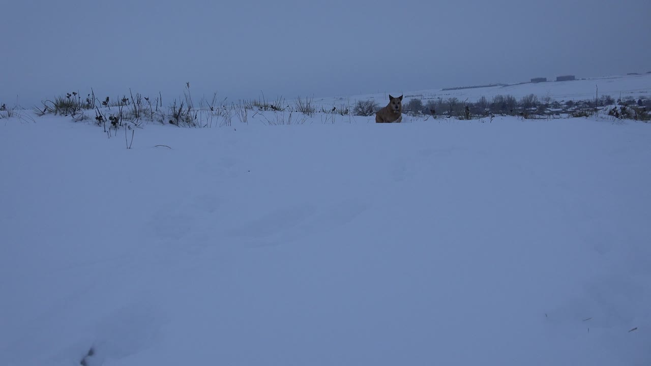 The small light brown dog is farther into the snowy field in Arvada, Colorado, running toward the camera with low weeds and distant structures behind it and no visible people.
