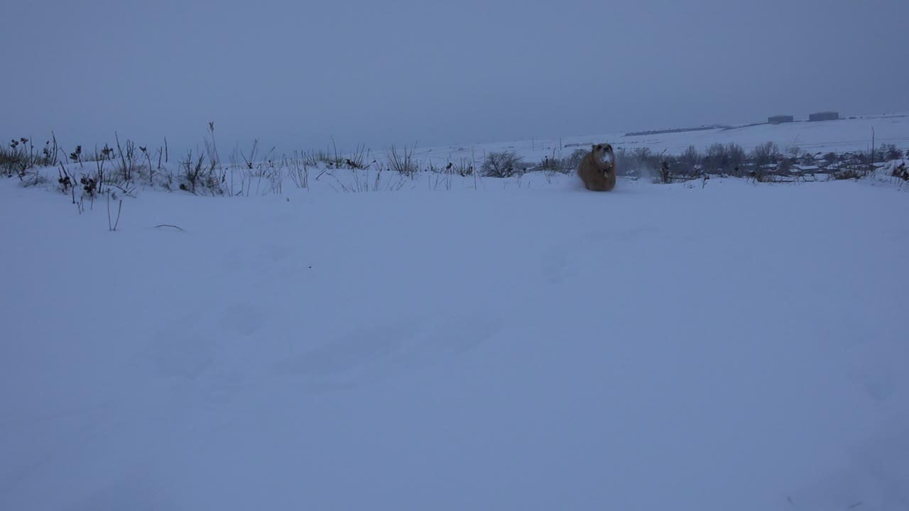 Brown dog moving closer through deep snow.