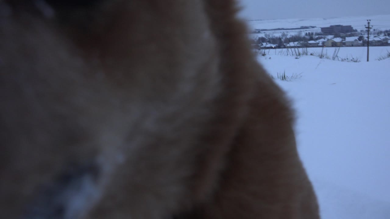 A tan dog presses close to a ground-level camera in snowy Arvada, Colorado, with distant buildings on the horizon and no visible people.