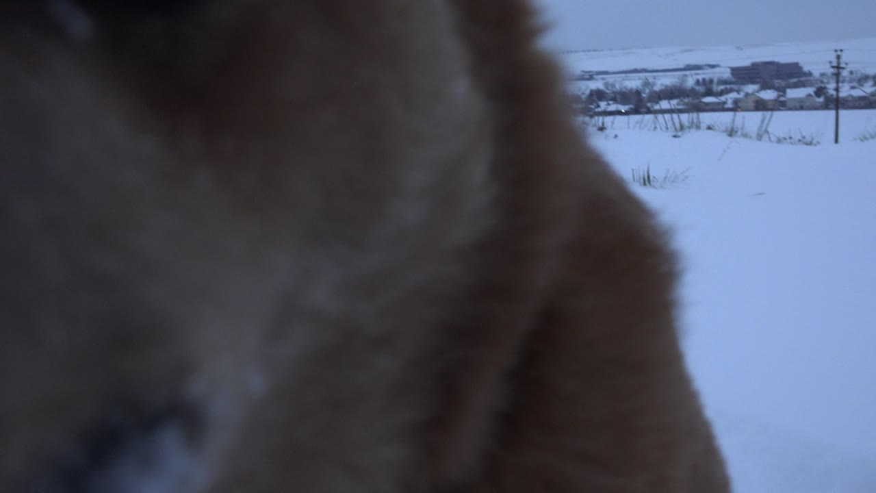 The dog remains very close to the lens in Arvada, Colorado, with its tan fur soft and blurred against a snow-covered field and no visible people.