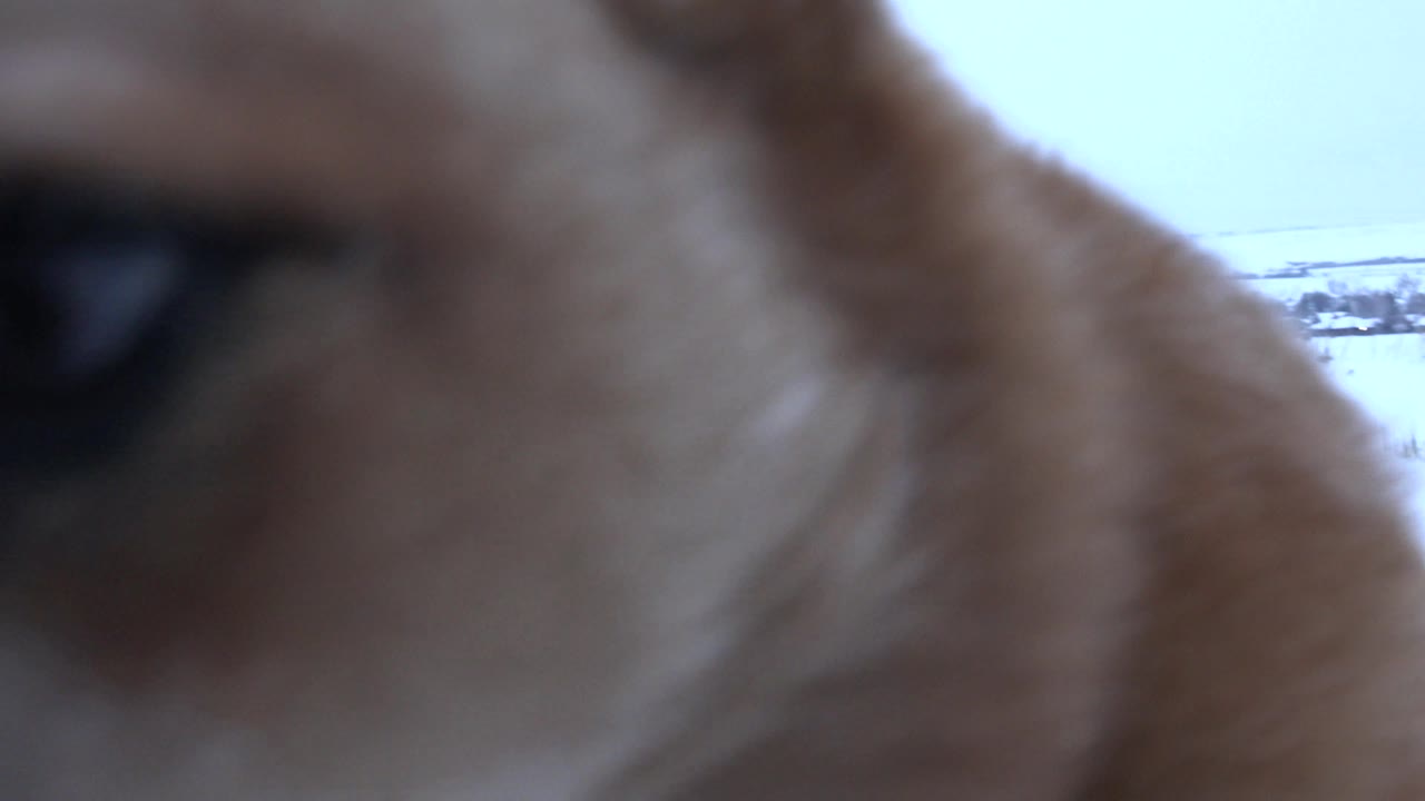 Close-up of a dog's face at the edge of a snowy field