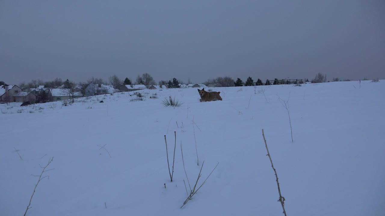 A tan and white dog appears midground in a snow-covered field in Arvada, Colorado, with sparse stems in front, distant houses and trees behind, and no visible people.