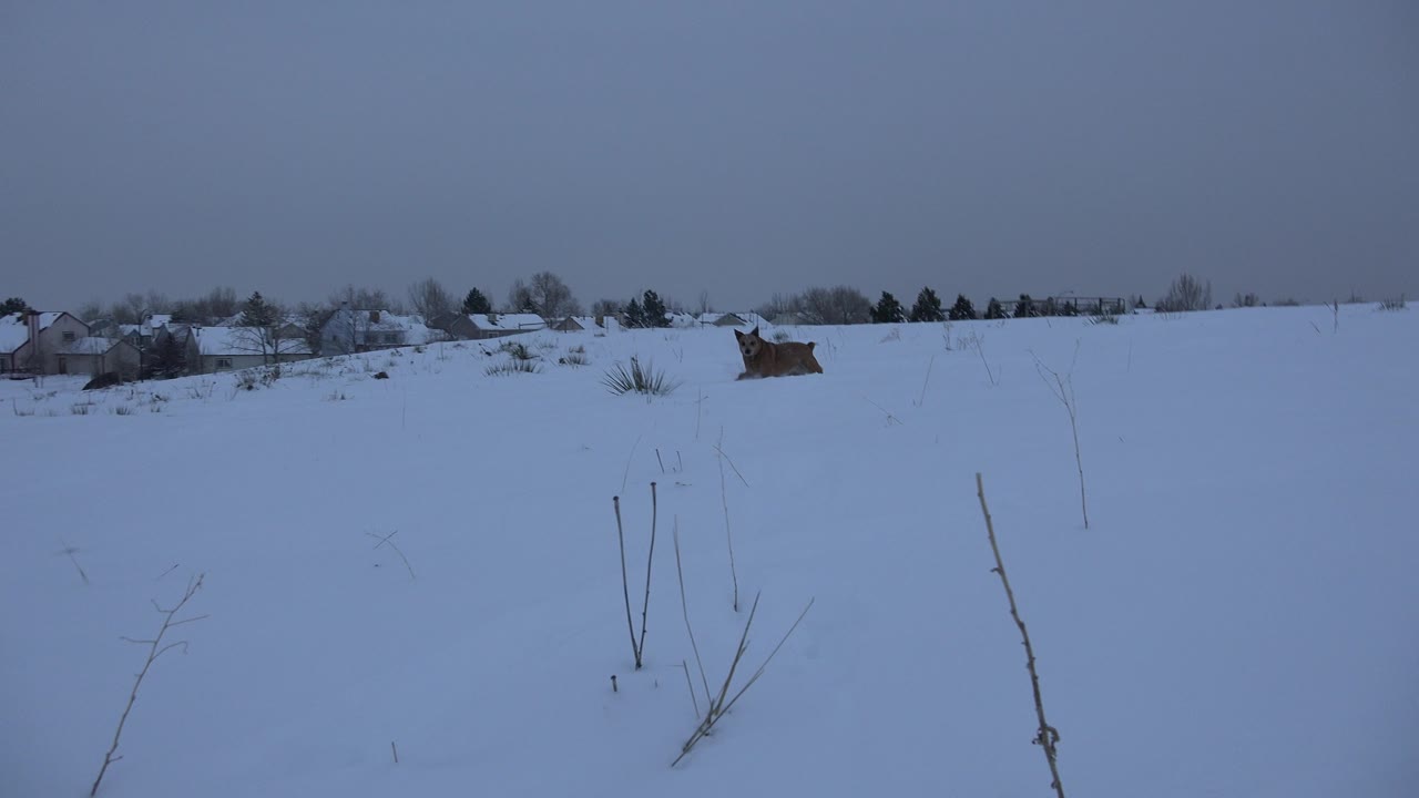 The dog is slightly nearer in the blue-white snow, framed by thin foreground stalks and a low line of Arvada homes and winter trees, with no visible people.