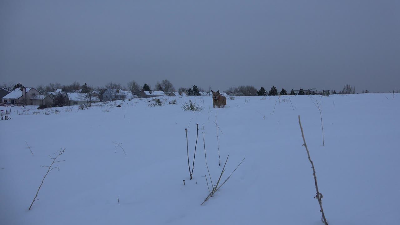 Snowy open field with dog near the horizon