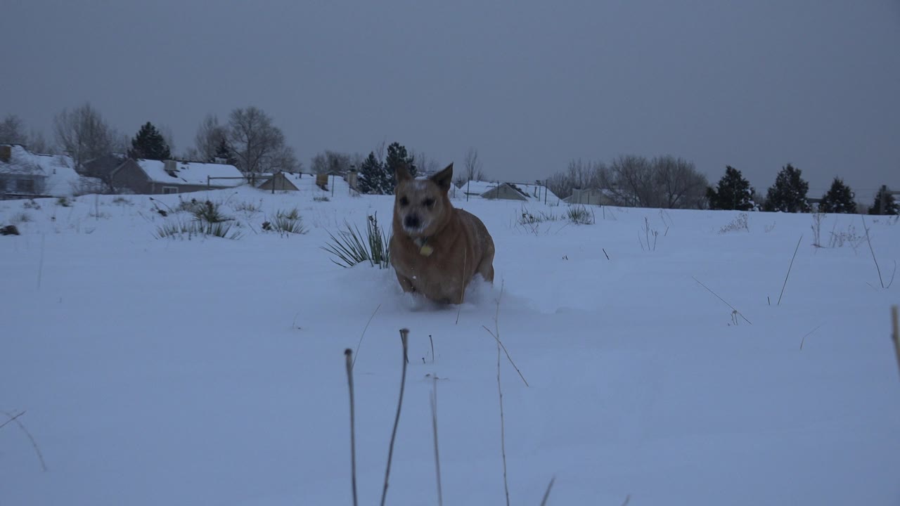 Tan dog-like animal facing the camera in a snowy field.