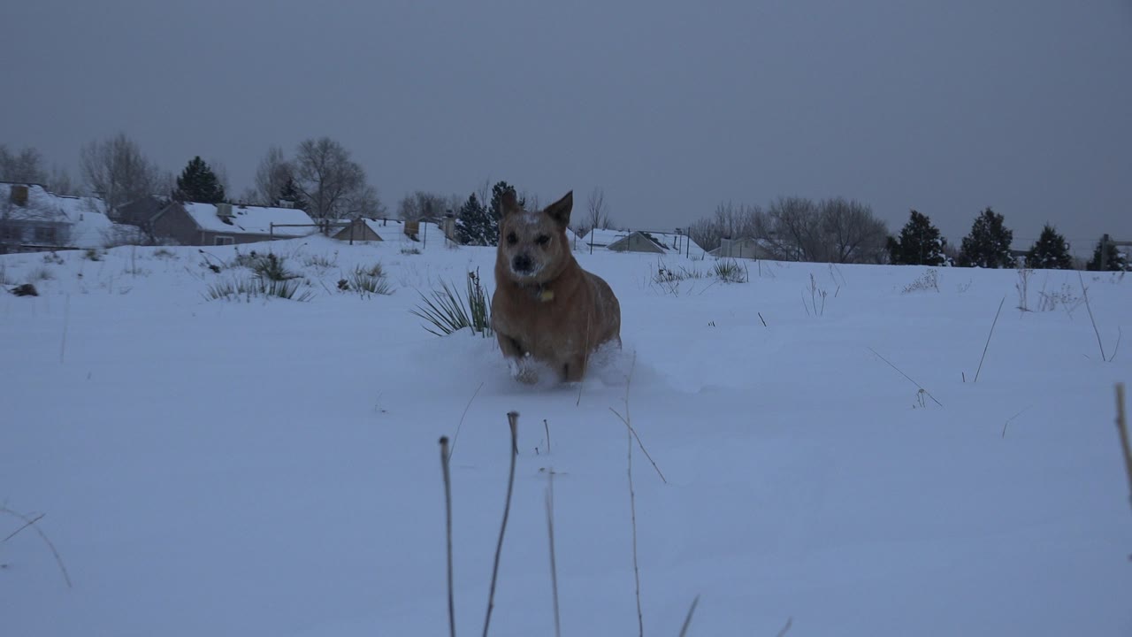 The tan animal remains near center in the snowy Arvada field, framed by foreground stems and distant roofs, with no visible people.