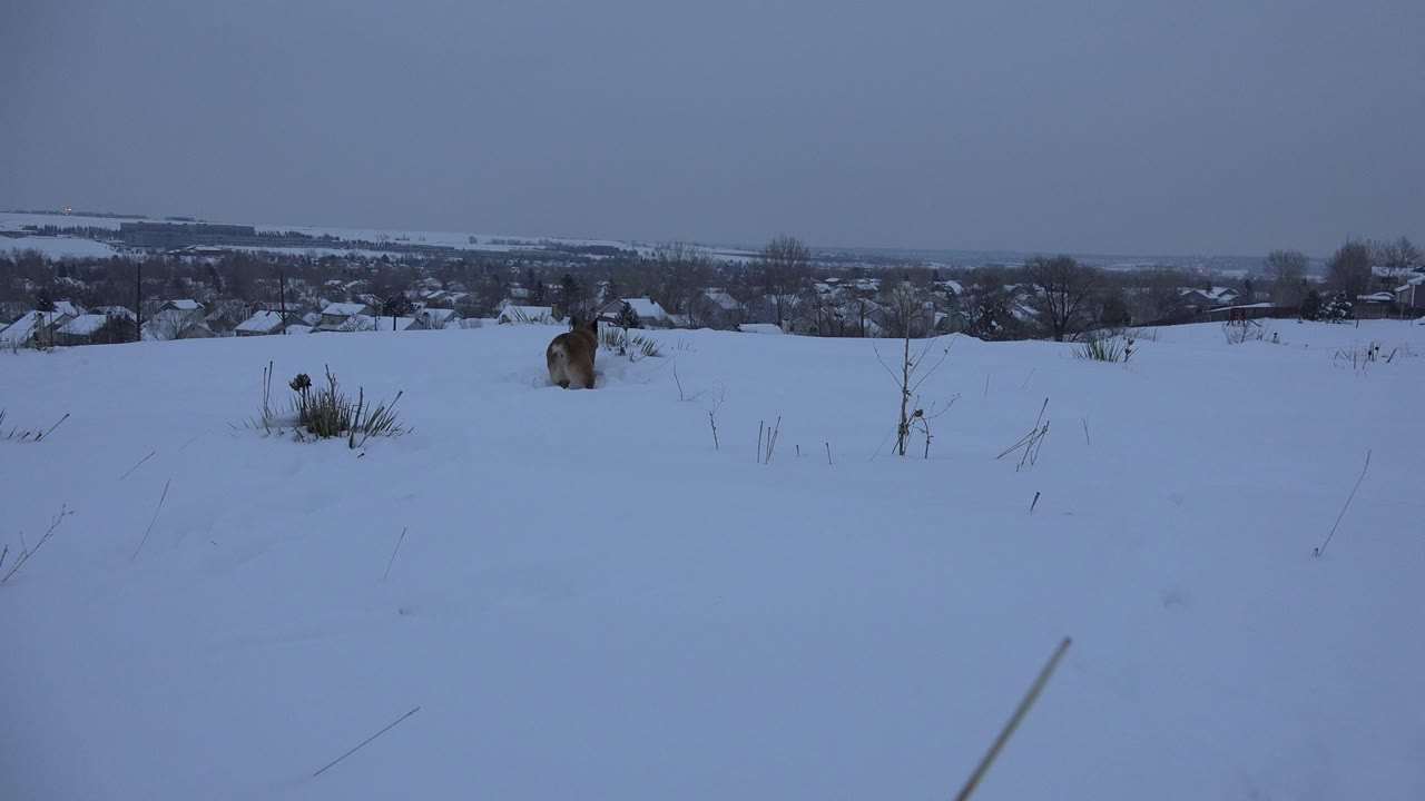 Brown dog partly visible in a snowy field with distant houses.