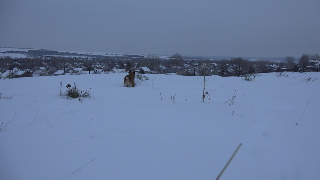 At 0:01, the brown dog remains low in the snow near sparse winter plants, with the Arvada neighborhood skyline faint across the background and no visible people.