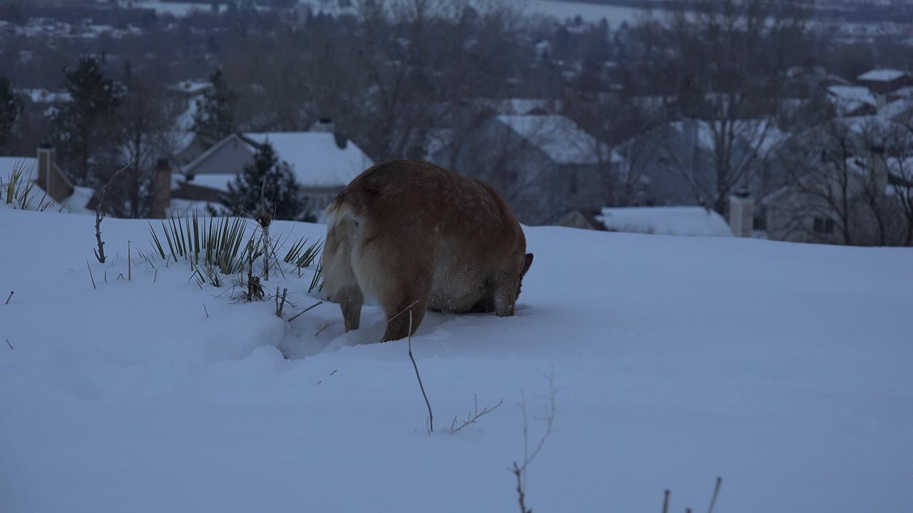 Brown dog sniffing deep snow with snowy houses in the background.