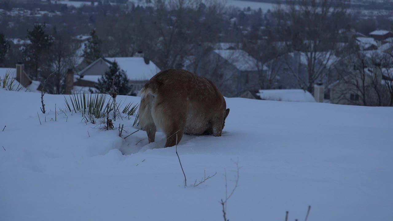 The dog remains nose-down in the snow in Arvada, Colorado, beside exposed plant stems, with blue winter light over the snow and no visible people.