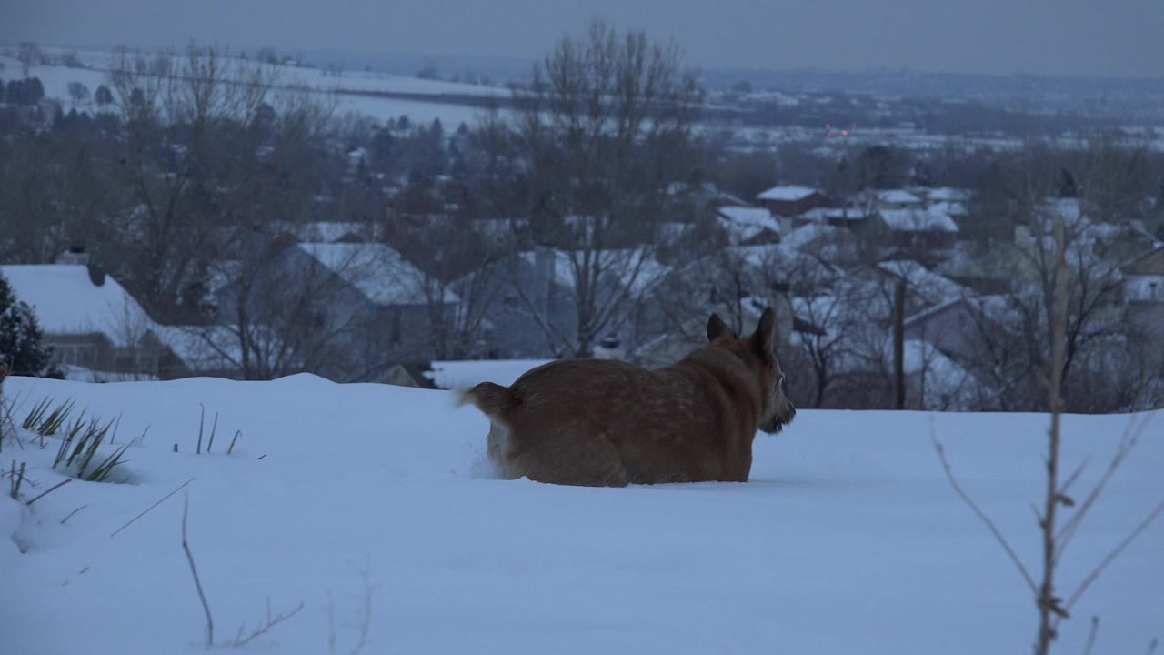Tan dog partly buried in deep snow facing right