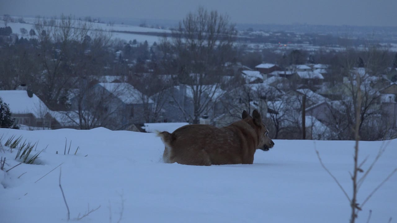 The dog continues across deep snow in Arvada, Colorado, seen from a low angle with winter trees, rooftops, distant hills, and no visible people.