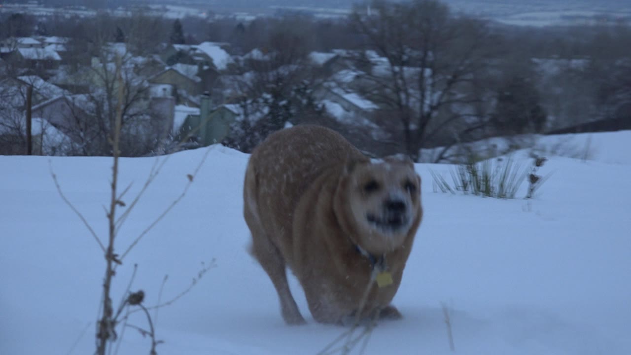 Tan small dog running toward the camera through deep snow.