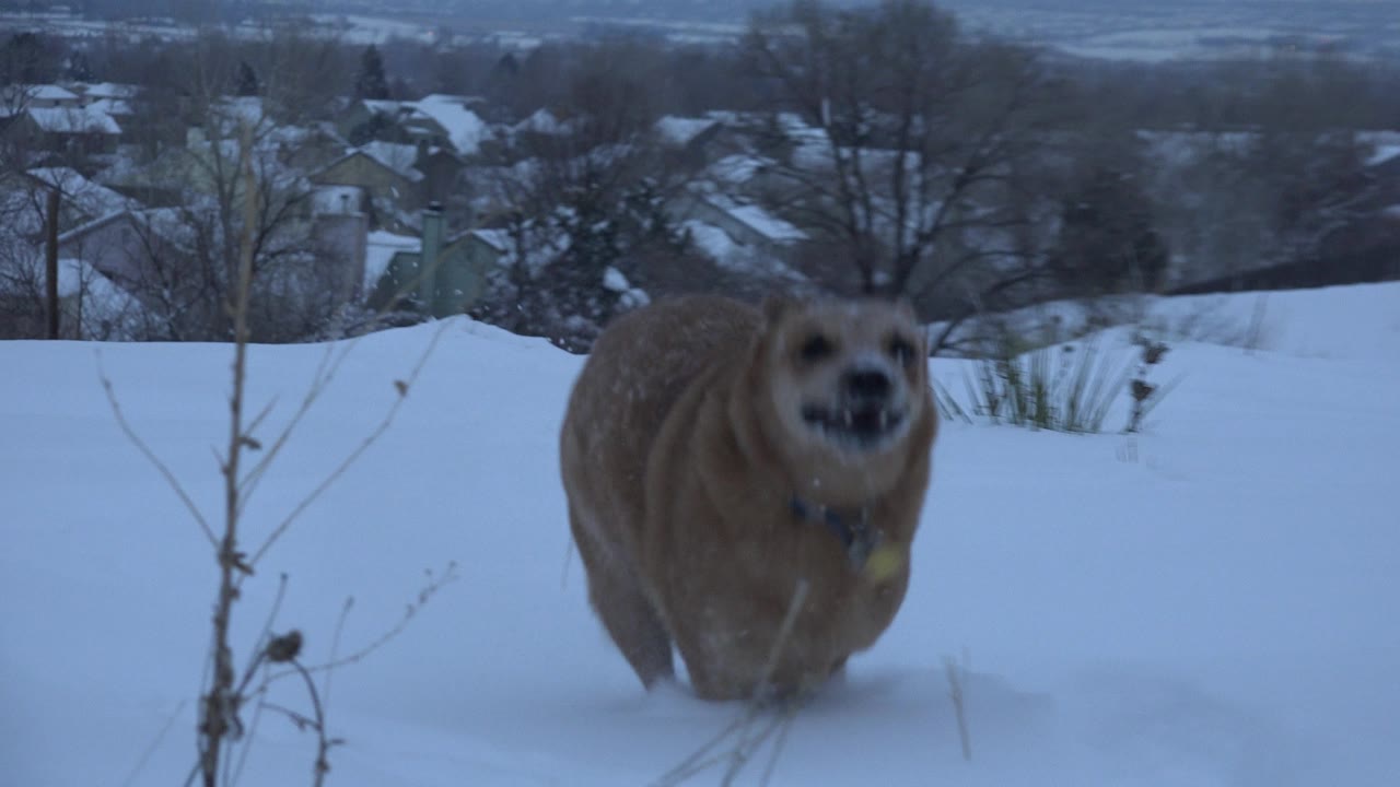 The dog is centered in the snowy Arvada yard, facing the camera with bare winter plants in front and snow-covered homes in the distance, with no visible people.