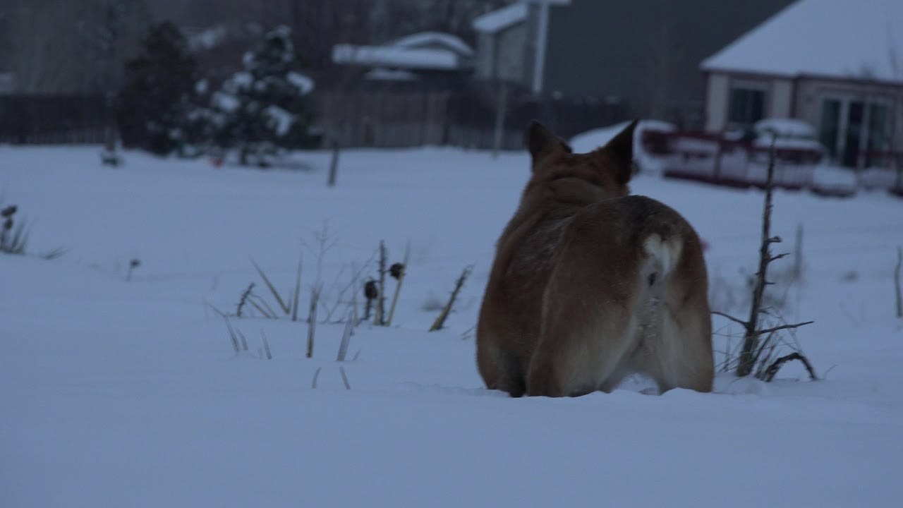 Tan dog facing away in deep snow near dry plant stalks.
