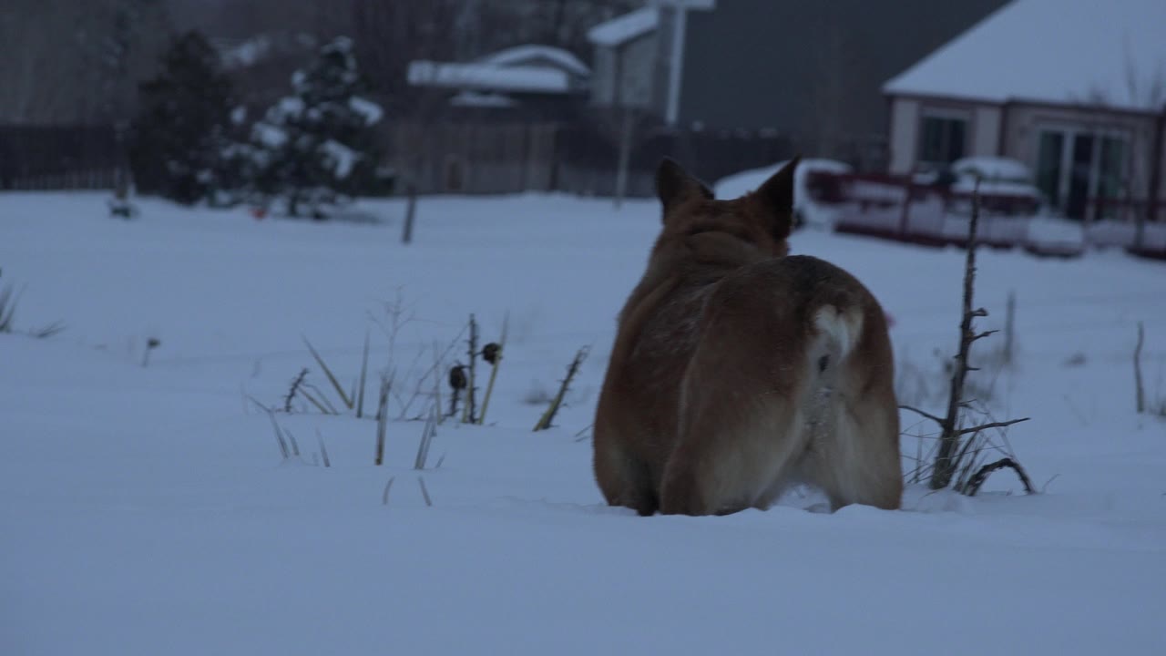 The dog remains mostly turned away in the snowy Arvada yard, framed beside a bare stalk with houses soft in the background and no visible people.