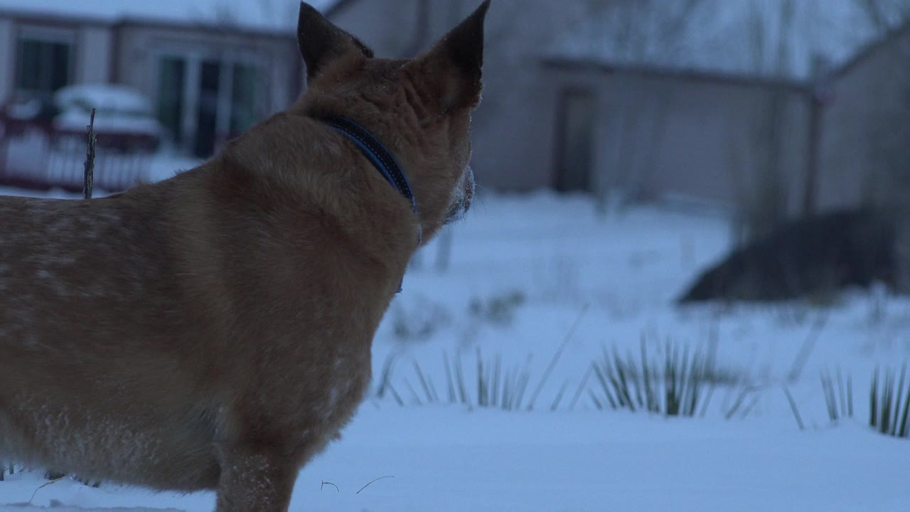 Brown collared dog seen from behind in snow near houses.