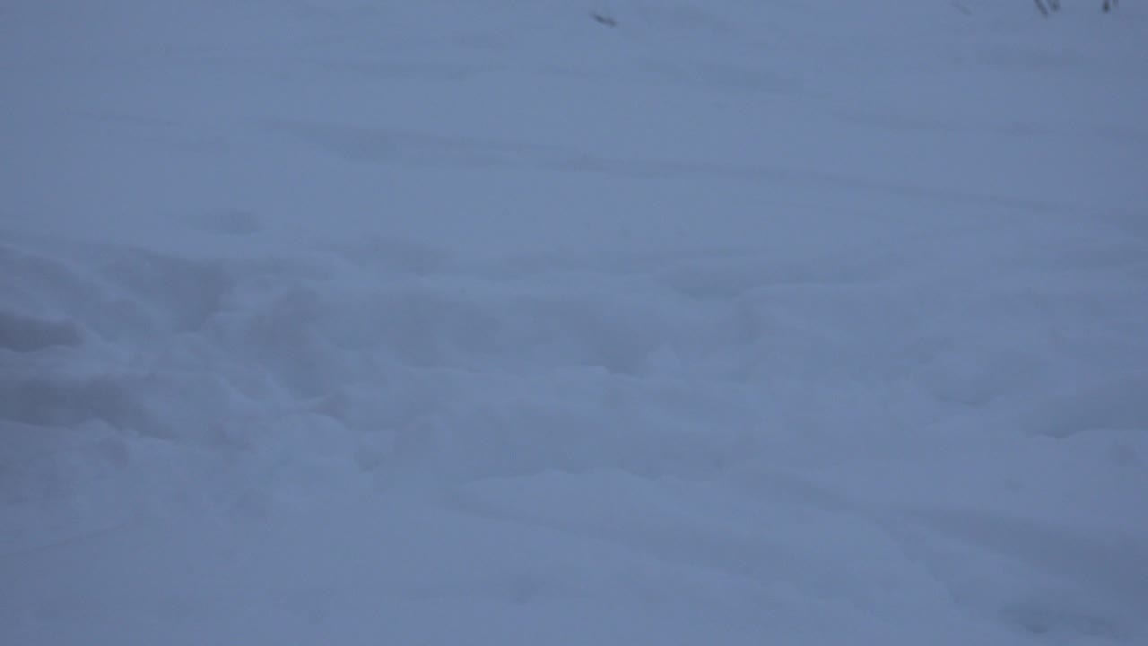 A tan dog stands in deep blue-toned snow in Arvada, Colorado, looking across an open winter field with no visible people.