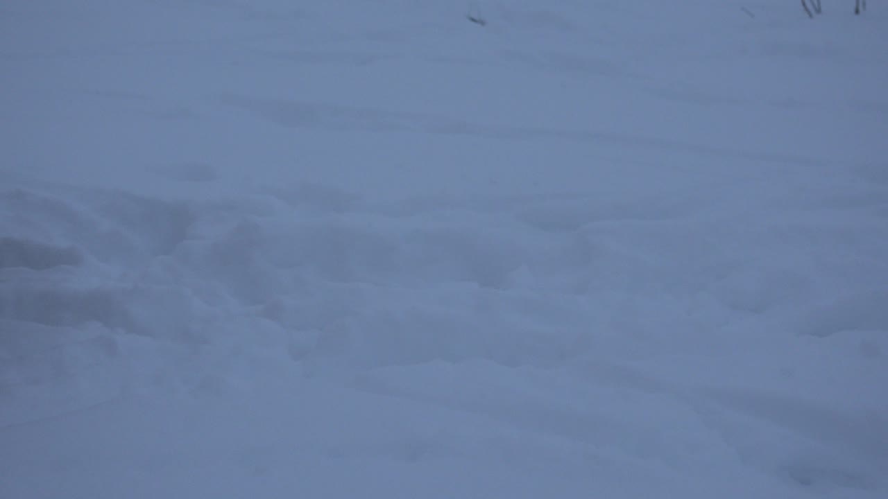 A tan dog lowers its head to sniff the snow in Arvada, Colorado, with a flat white field stretching behind it and no visible people.
