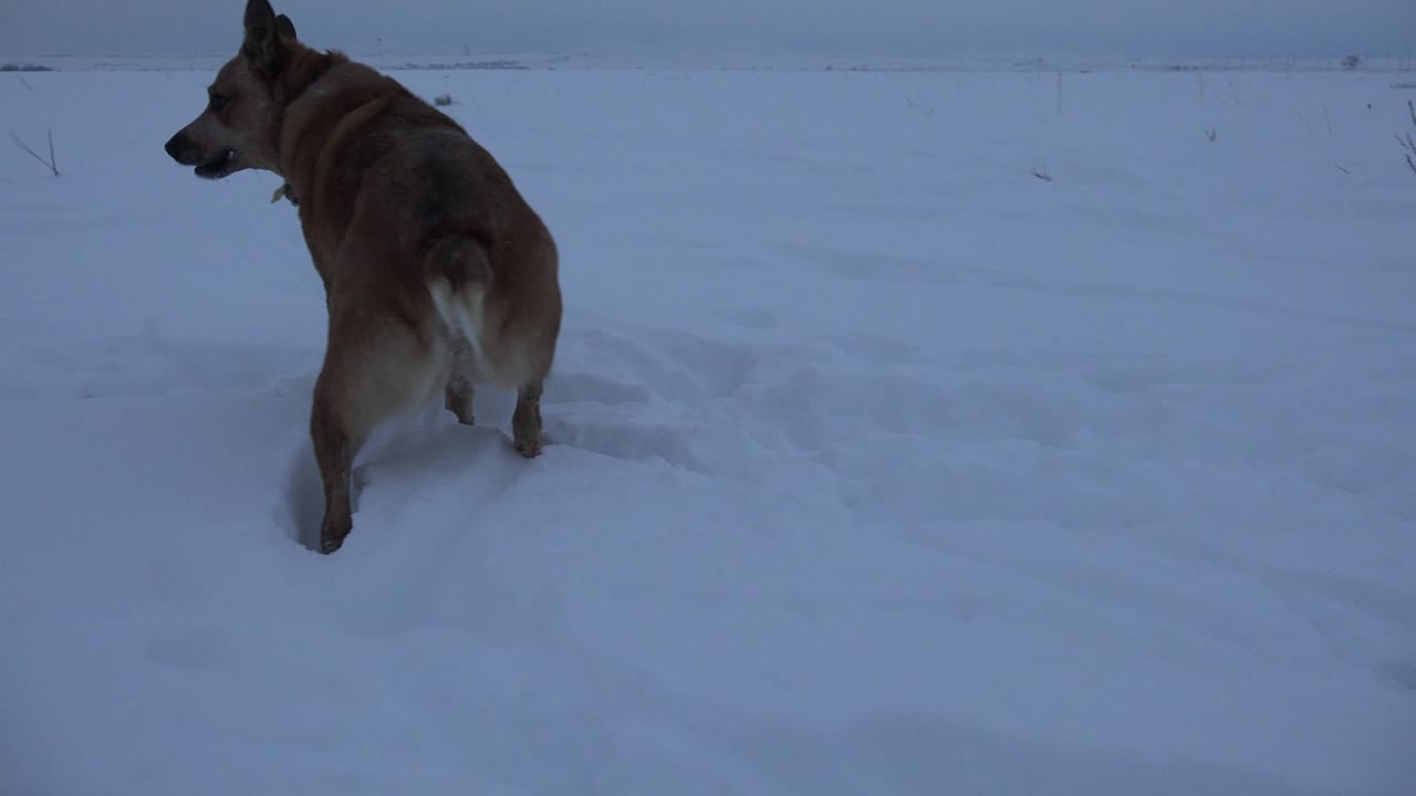 Tan dog walking through snow in profile.