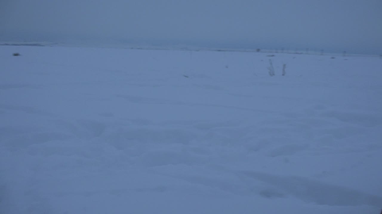 A fawn-colored dog appears near the right edge of a snowy field in Arvada, Colorado, with a low horizon and no visible people.