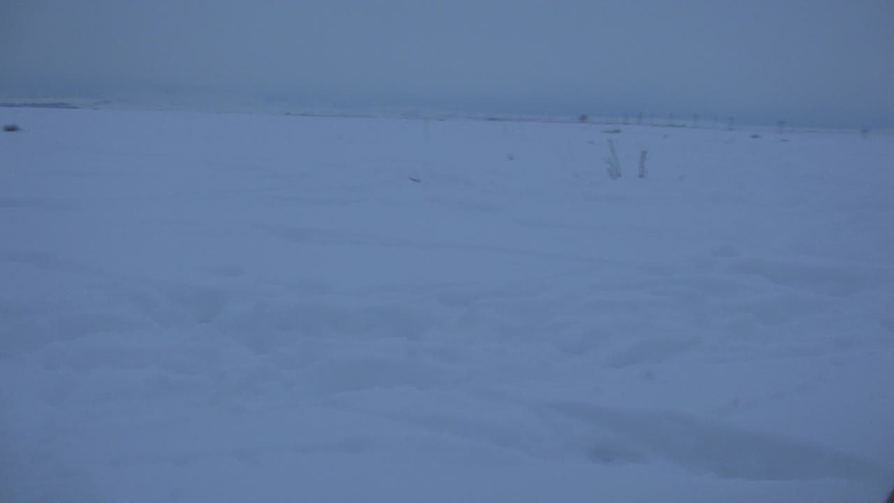 A fawn-colored dog lowers its head into the snow while walking across the Arvada field, with sparse plants and no visible people.