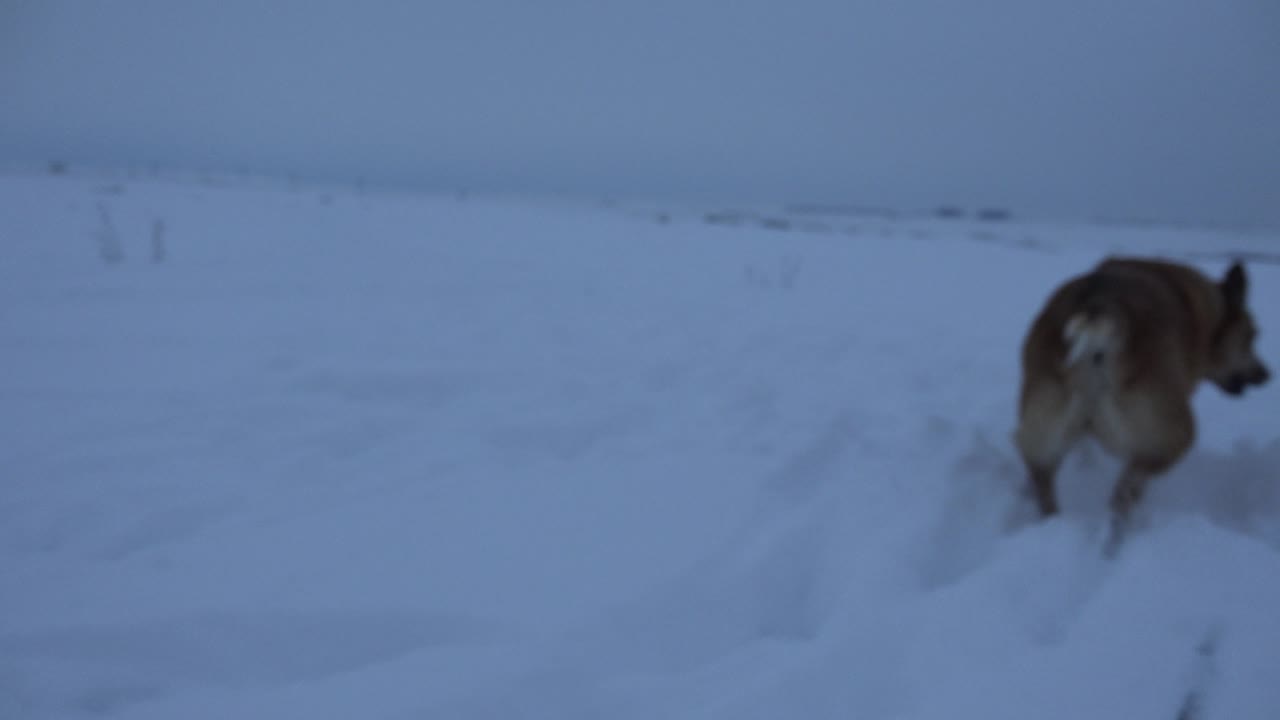Dog standing alert in deep snow facing right.