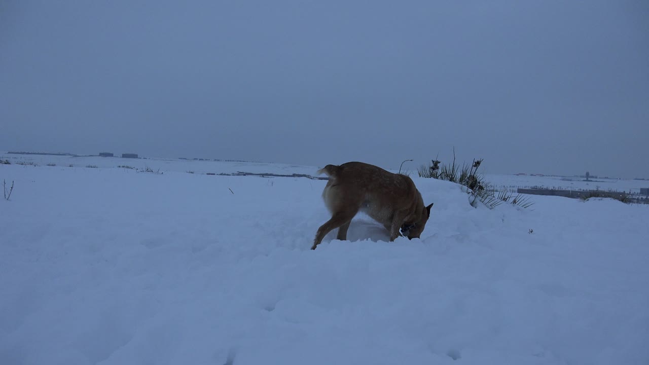 At the start of the Arvada, Colorado clip, a brown dog lowers its head into deep snow near a low roadside edge under overcast light, with no visible people.