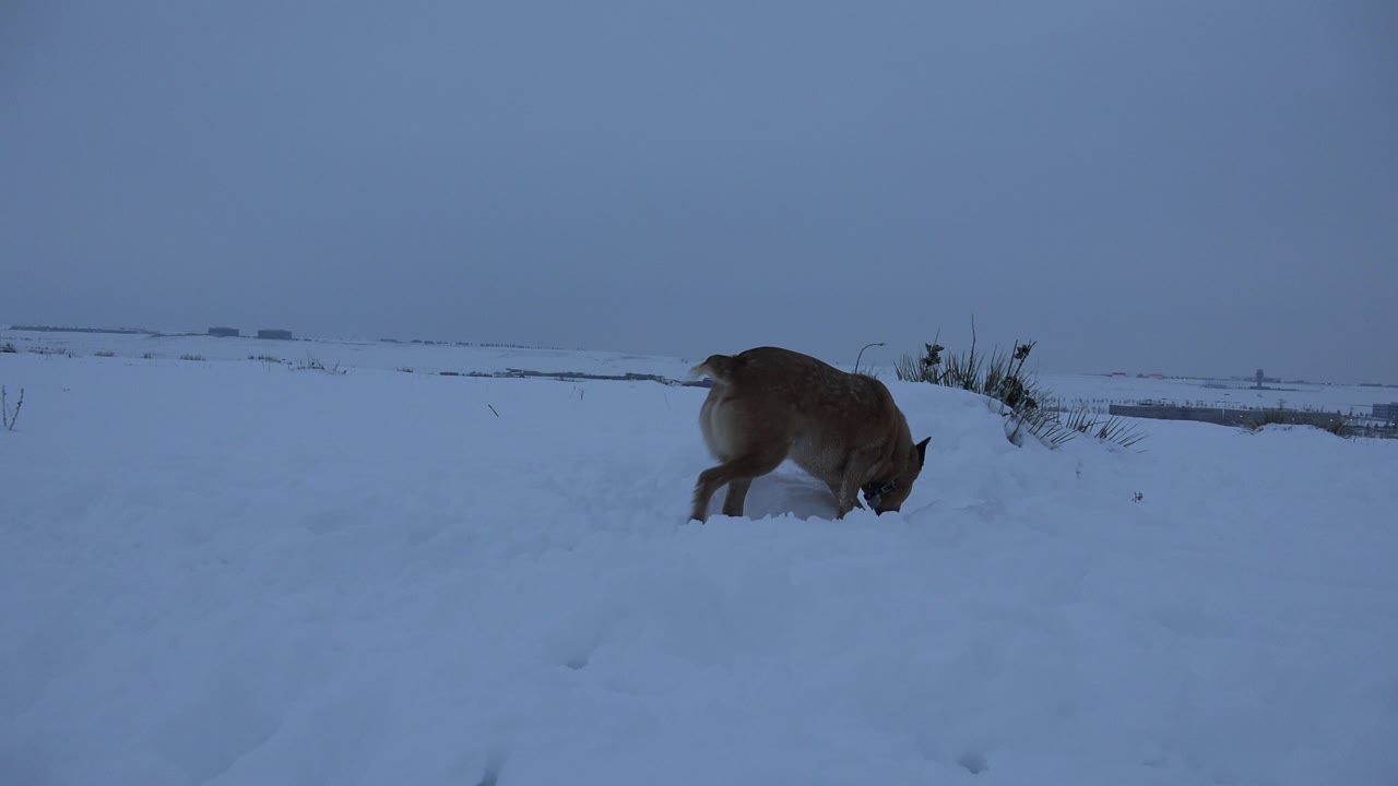 One second in, the brown dog remains in the snowy midground with its head down, backed by a flat winter horizon in Arvada, Colorado, with no visible people.