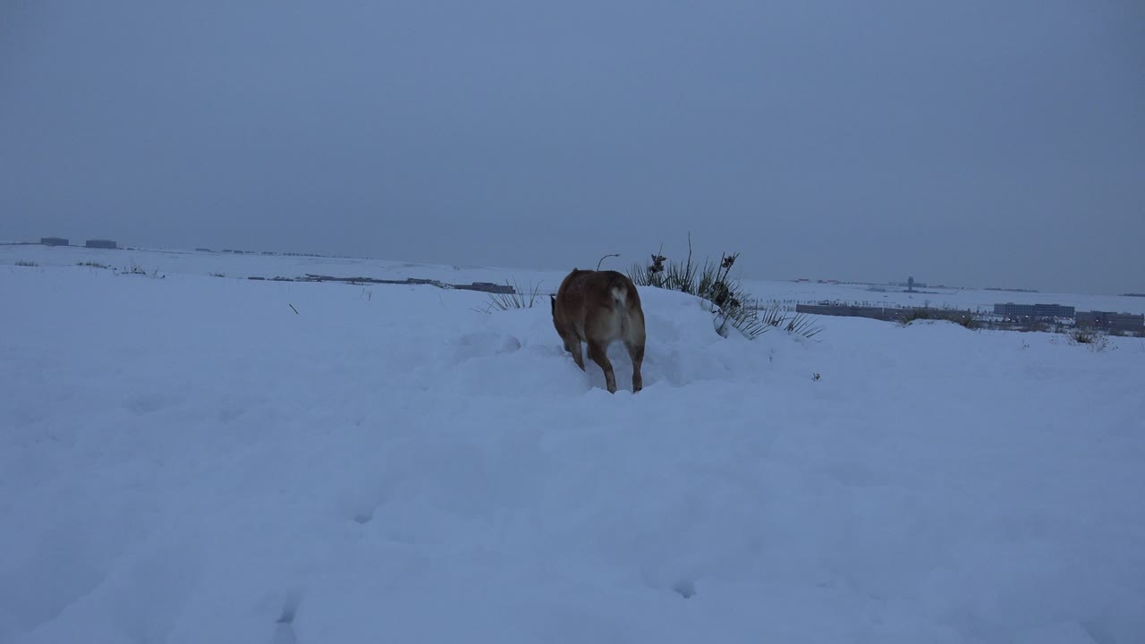 Dog facing away on snowy roadside rise