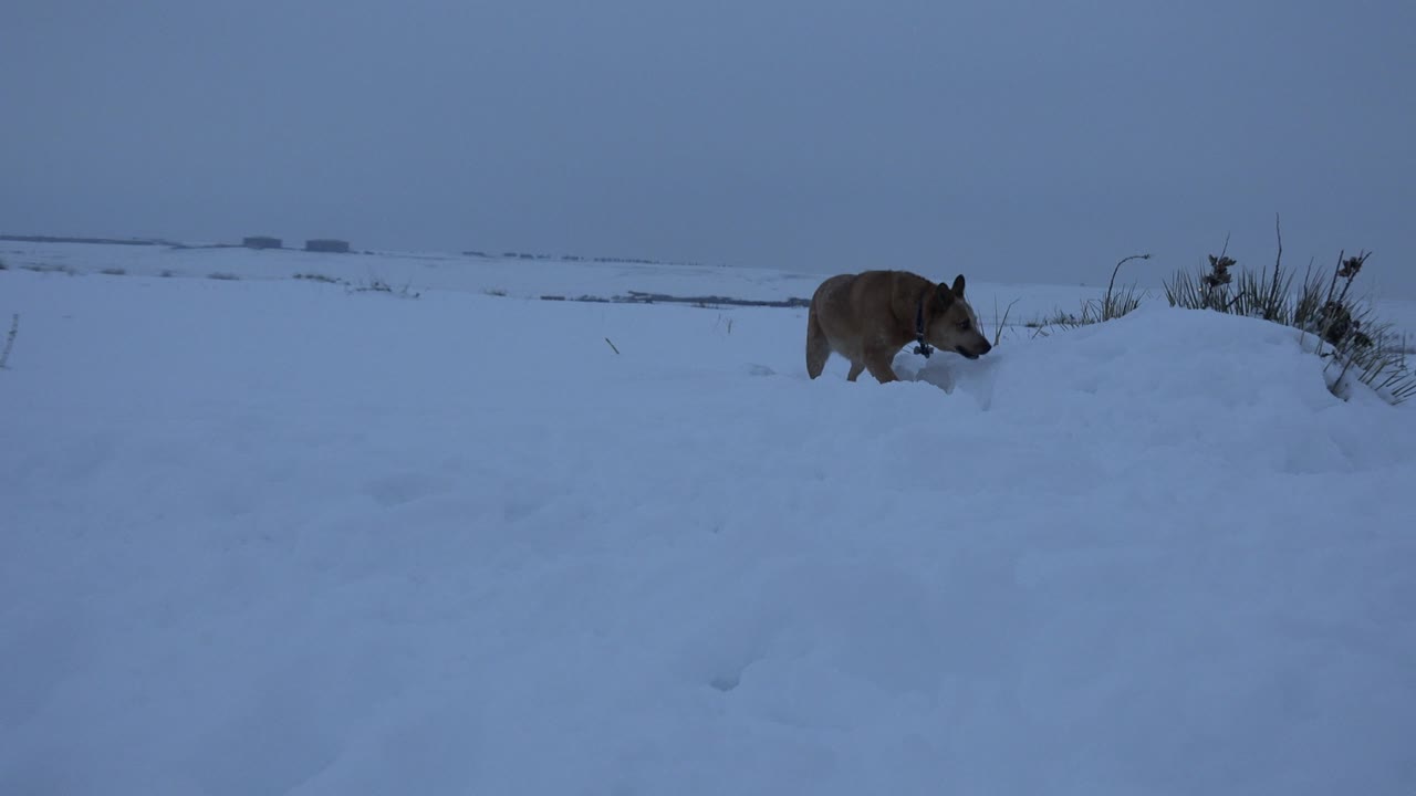 A brown dog moves through deep snow in Arvada, Colorado, with a low drift and sparse winter plants ahead, no visible people.