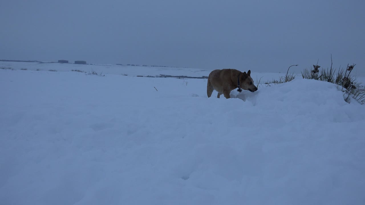 The dog advances across the snow with its head lowered toward a drift, while open snowy ground fills the background in Arvada, Colorado, no visible people.