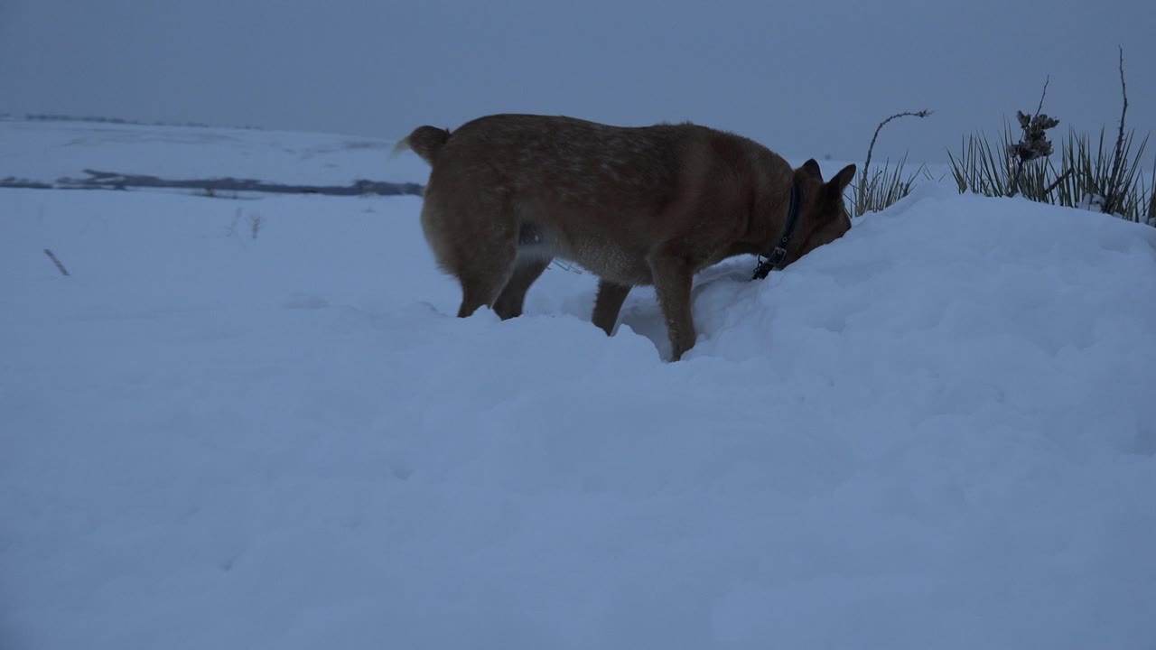 Dog sniffing near a snowbank and dry grasses.