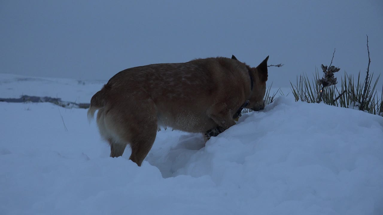 Large brown dog steps through deep snow in Arvada, Colorado, with sparse winter grass on a snowbank and no visible people.
