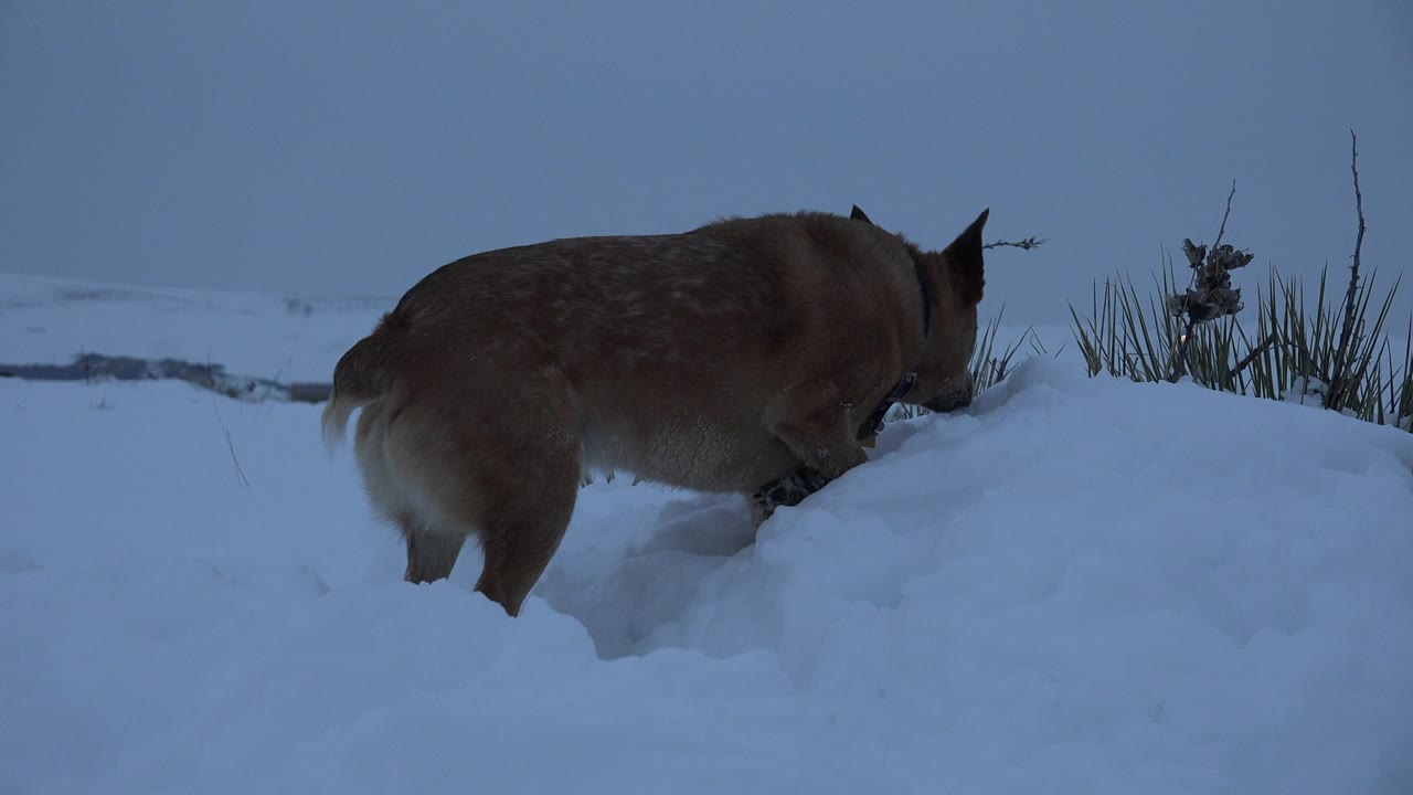 Brown dog pauses or steps near a rounded snow mound in Arvada, Colorado, with dry grass protruding from the snow and no visible people.