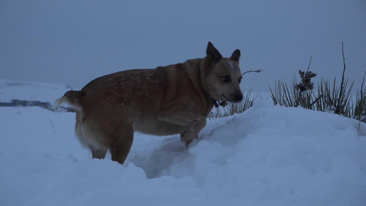 Brown dog walking across snow toward the right