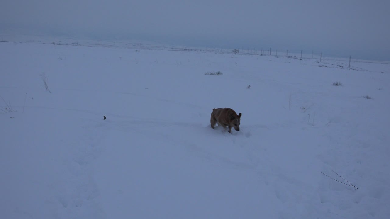 A brown dog moves through deep blue-toned snow in Arvada, Colorado, with sparse grass and distant fence posts behind it, no visible people.
