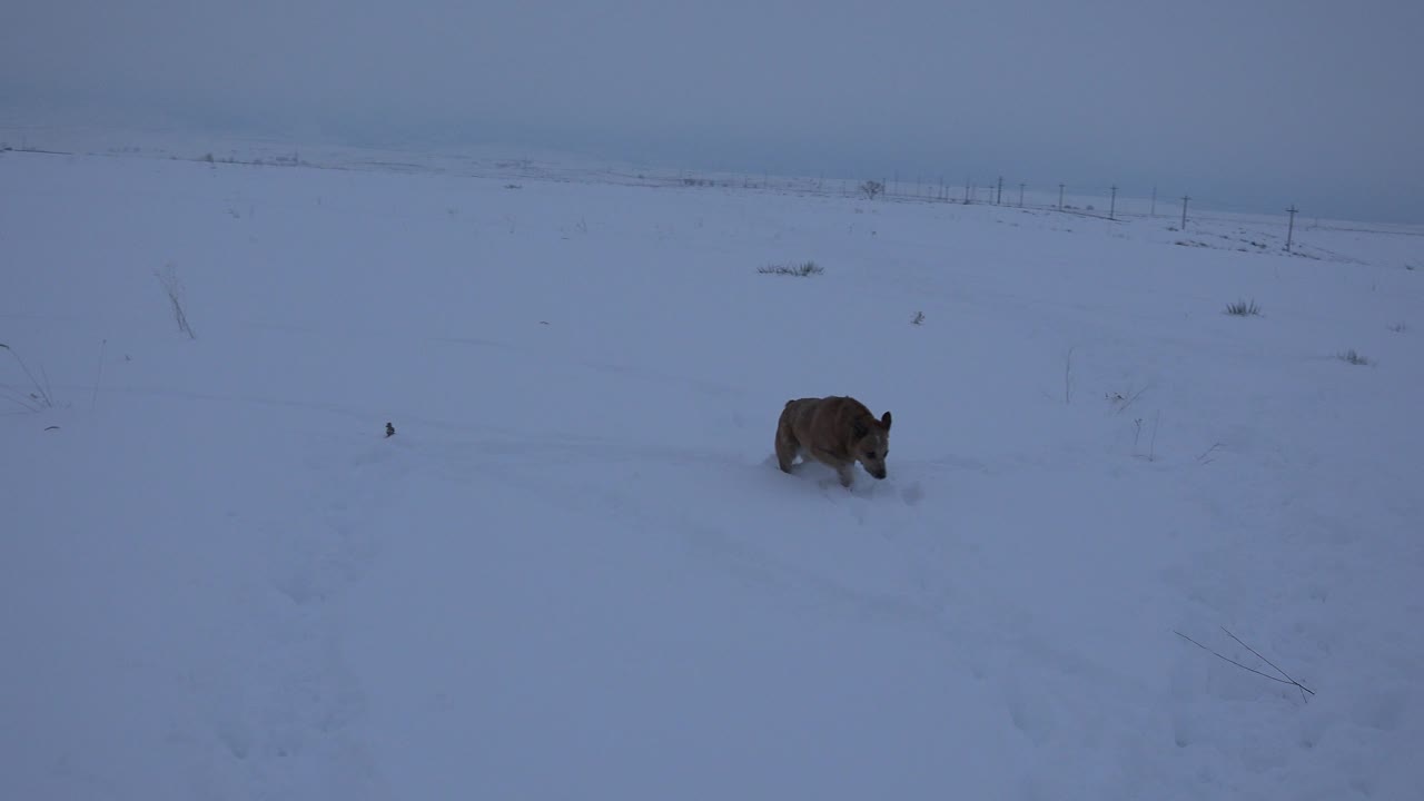 The brown dog continues across the snow in Arvada, Colorado, with a low horizon, faint fence posts, and scattered grass visible, no visible people.